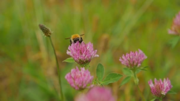 レッド クローバーの花に蜂マルハナバチのビューをクローズ アップ — ストック動画
