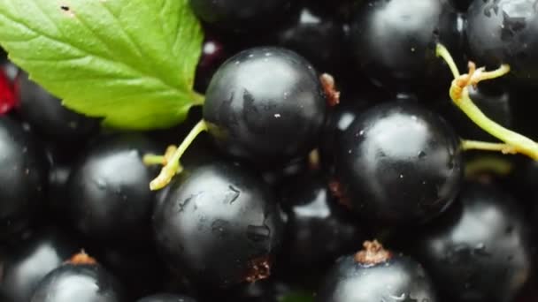 Reife leckere Johannisbeeren Nahaufnahme Rotation. — Stockvideo