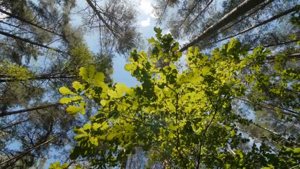 緑色の葉晴れた日底面から背の高い緑の木のライン、木 々の間を表示 — ストック動画