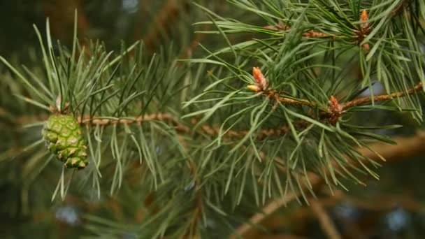 Branches de pin avec cônes en détail 