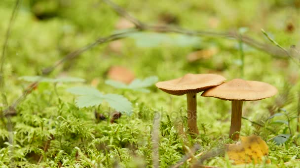 Close-up van twee paddestoelen in het bos — Stockvideo