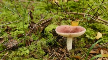 Kırmızı mantar kusturucu Russula