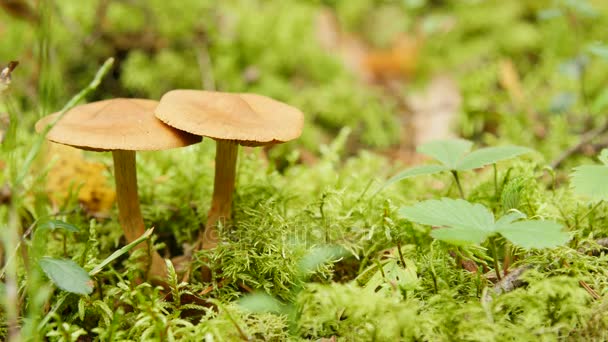 Närbild på två svampar i skogen — Stockvideo