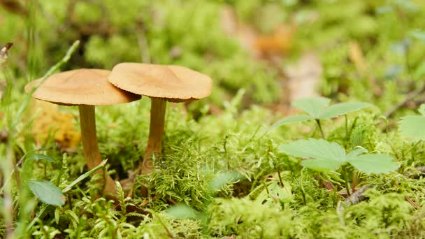 Close-up van twee paddestoelen in het bos — Stockvideo