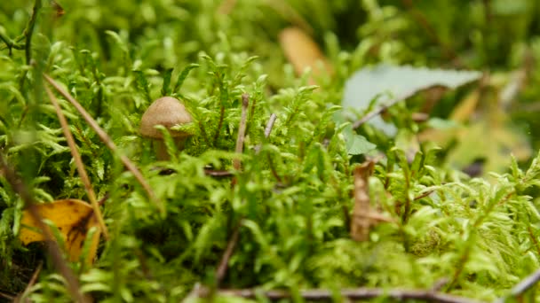 Hongo en el bosque — Vídeos de Stock