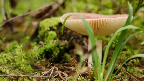 Rode paddenstoel braakcentrum Russula — Stockvideo