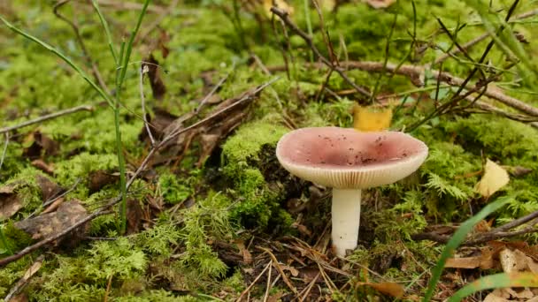Rode paddenstoel braakcentrum Russula — Stockvideo