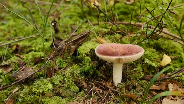 Cogumelo vermelho Emetic Russula — Vídeo de Stock