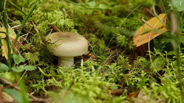 Hongo en el bosque — Vídeo de stock