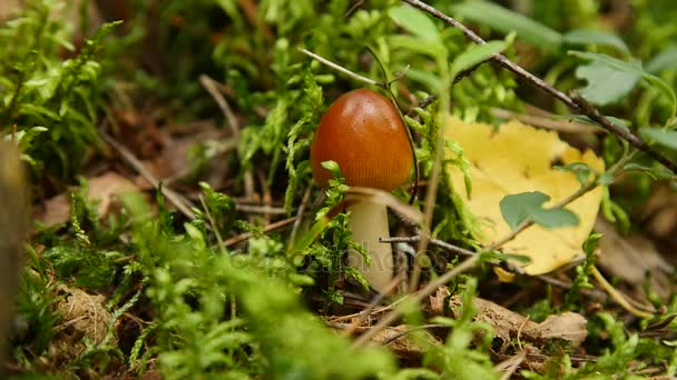 Paddenstoel in het bos — Stockvideo