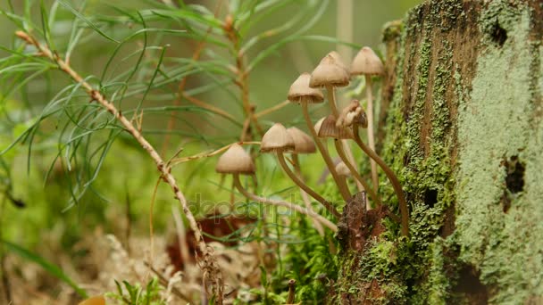 Маленькі гриби кошенята на опалих деревах — стокове відео