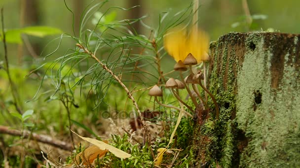 Malé houby mitseny na padlých stromů — Stock video