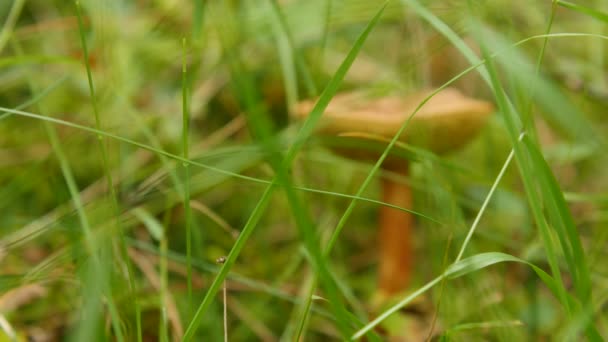 Paddestoel in het bos, close up — Stockvideo