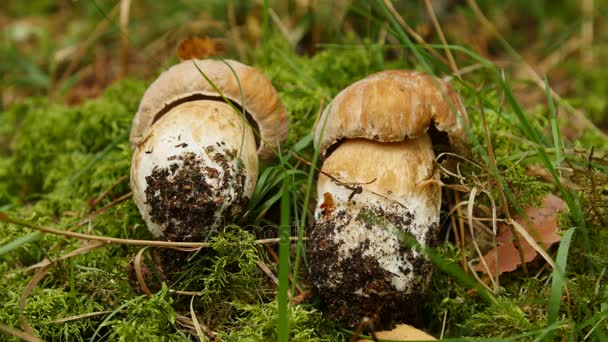 Groei van de twee paddestoelen in het bos. — Stockvideo