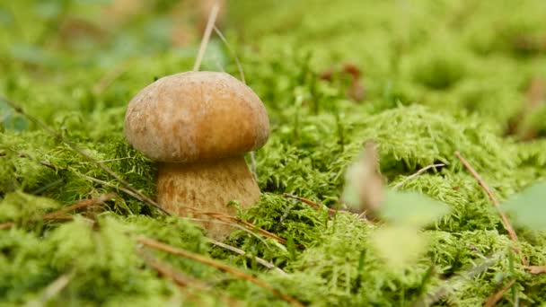 Liten boletus växer i skogen. Naturen matväxter närbild — Stockvideo