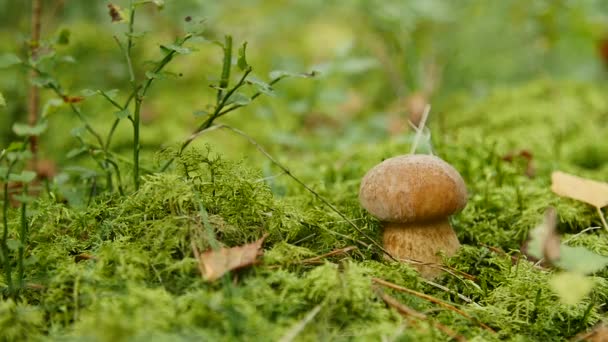 Liten boletus växer i skogen. Naturen matväxter närbild — Stockvideo