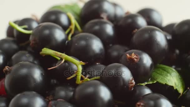 Freshly picked black currant berries. — Stock Video