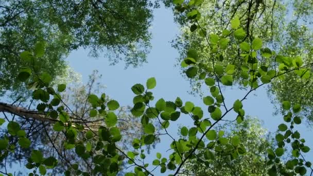 Mängd krönar av träden i skogen våren mot den blå himlen med solen. — Stockvideo