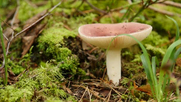 Red mushroom Emetic Russula — Stock Video