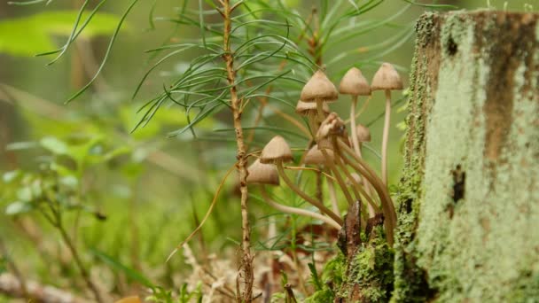 Kis gombák mitseny a kidőlt fák — Stock videók