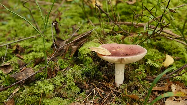 Champiñón rojo Emetic Russula — Vídeo de stock