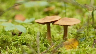 Ormandaki iki mantar yakın çekim