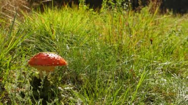 Amanita Europe ormanda zehirli kırmızı mantar