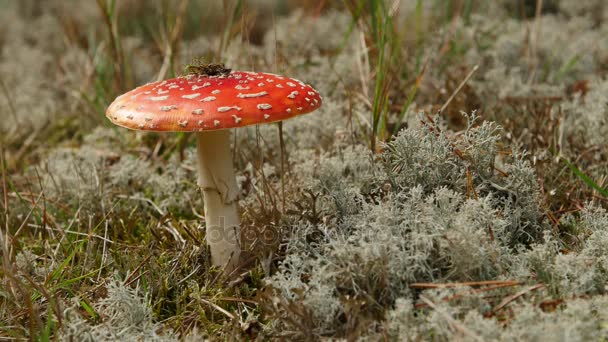 Gros plan sur un champignon empoisonné Amanita dans la nature .