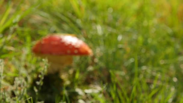 Amanita Europe ormanda zehirli kırmızı mantar — Stok video