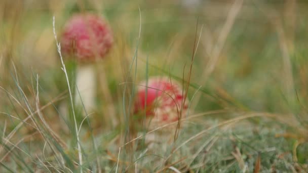 Twee jonge rode en witte vliegen agarics groeien in de weide door het bos op zomerdag — Stockvideo