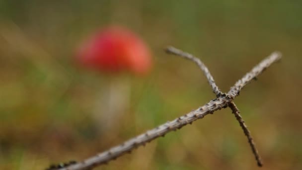 Close-up van een Amanita giftige paddenstoel in de natuur. — Stockvideo