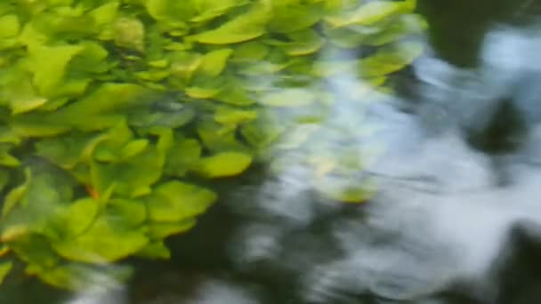 Beautiful underwater plants move in river water stream. — Stock Video