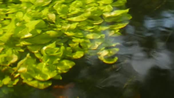Hermosas plantas submarinas se mueven en la corriente de agua del río . — Vídeo de stock