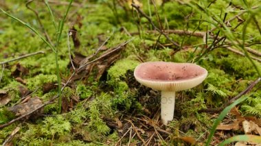 Kırmızı mantar kusturucu Russula