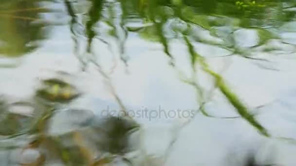 Abstrakt grön natur bakgrund — Stockvideo