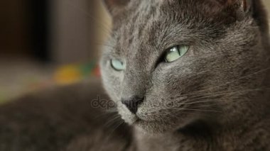 Uykulu Rus mavi kedi, yakın çekim, el Held kamera.