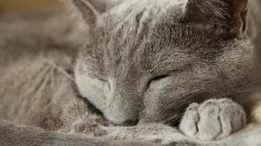 Uykulu Rus mavi kedi, yakın çekim, el Held kamera.