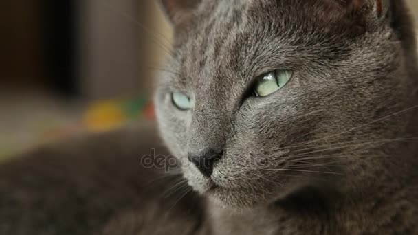 Álmos orosz kék cica, közelről, kezében tartott kamera. — Stock videók