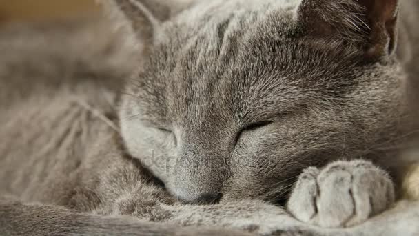 Sonnolento gatto blu russo, ravvicinato, macchina fotografica tenuta in mano . — Video Stock