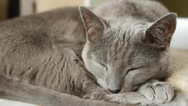 Uykulu Rus mavi kedi, yakın çekim, el Held kamera. — Stok video