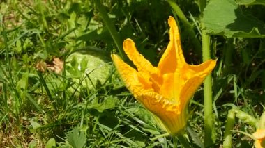 Kabak Çiçek Bahçesi