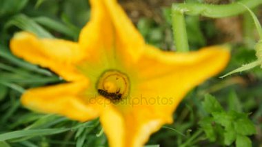 kabak çiçeği, arı