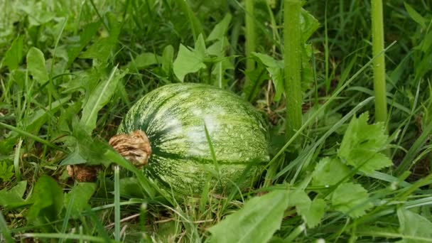 Jardín de flores de calabaza — Vídeo de stock