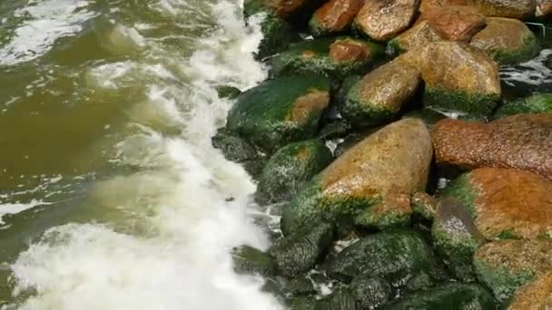 Ακτή της θάλασσας με το πράσινο φύκι και ποώδη στις πέτρες στο νερό. — Αρχείο Βίντεο