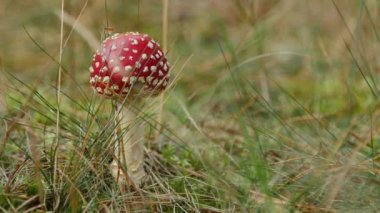Amanita Zehirli mantar doğada Close-Up.