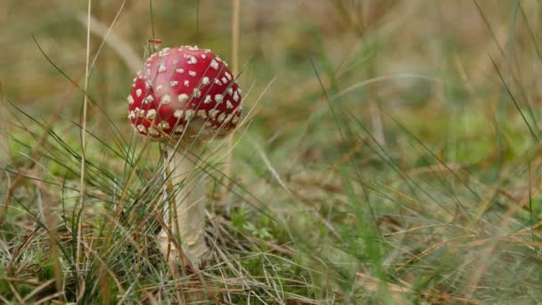 Close-up van een Amanita giftige paddenstoel in de natuur. — Stockvideo