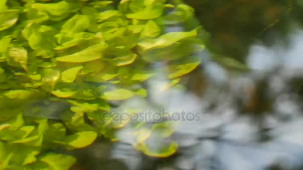 De belles plantes sous-marines se déplacent dans le cours d'eau .
