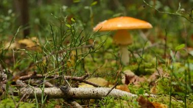 yosun ve ağaçlar arasında sonbahar ormanda mantar, yakın çekim