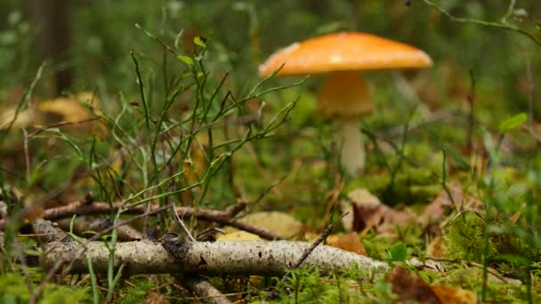 Hongo en el bosque de otoño entre musgo y árboles, de cerca — Vídeos de Stock