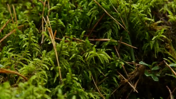 Hongo en el bosque de otoño entre musgo y árboles, de cerca — Vídeos de Stock